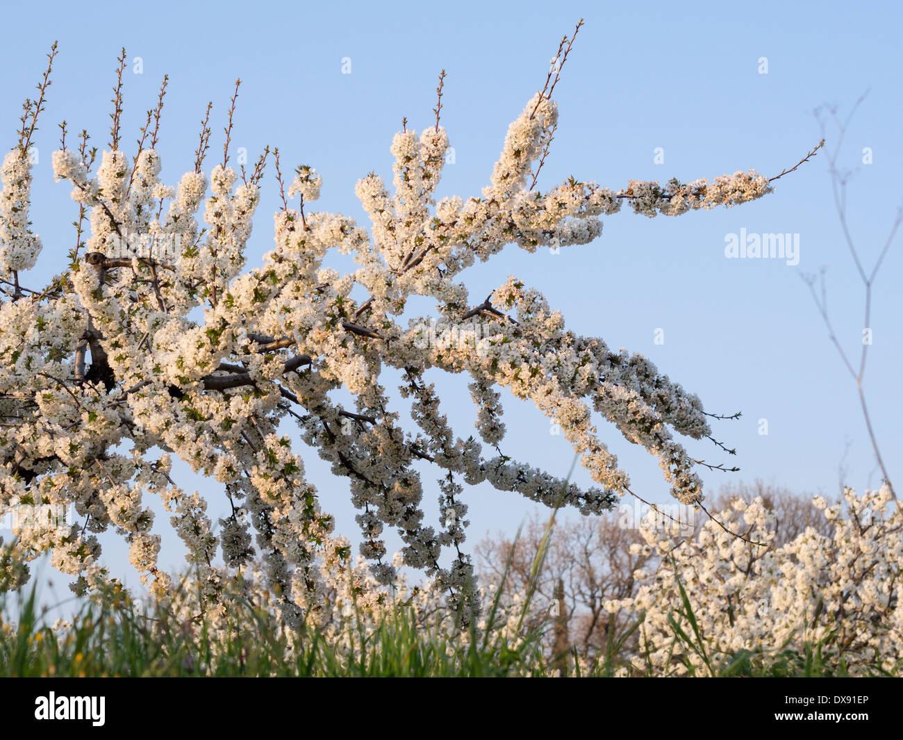 Primavera en el Jardín de los Cerezos. Una rama cargados con flores de  cerezo cuelga bajo. Nuevo crecimiento muestra unas cuantas hojas nuevas  Fotografía de stock - Alamy