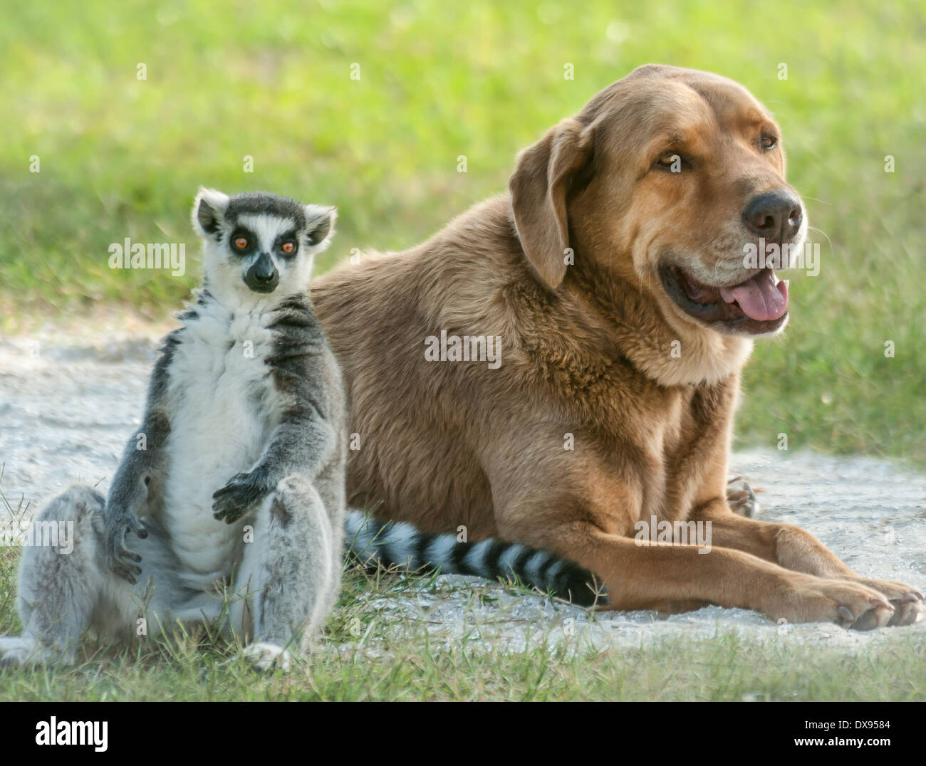 Lémur de cola de anillo y un perro amigo Foto de stock