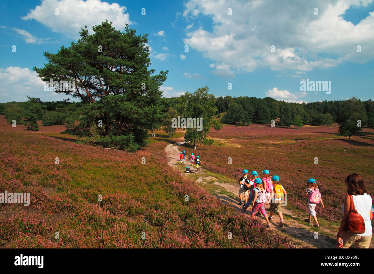 Heide Fischbeker Foto de stock