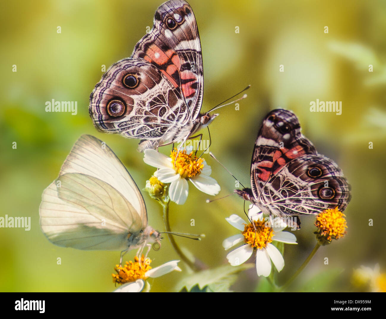 Azufre blanco y rojo Almirante mariposas en el campo Margarita Foto de stock