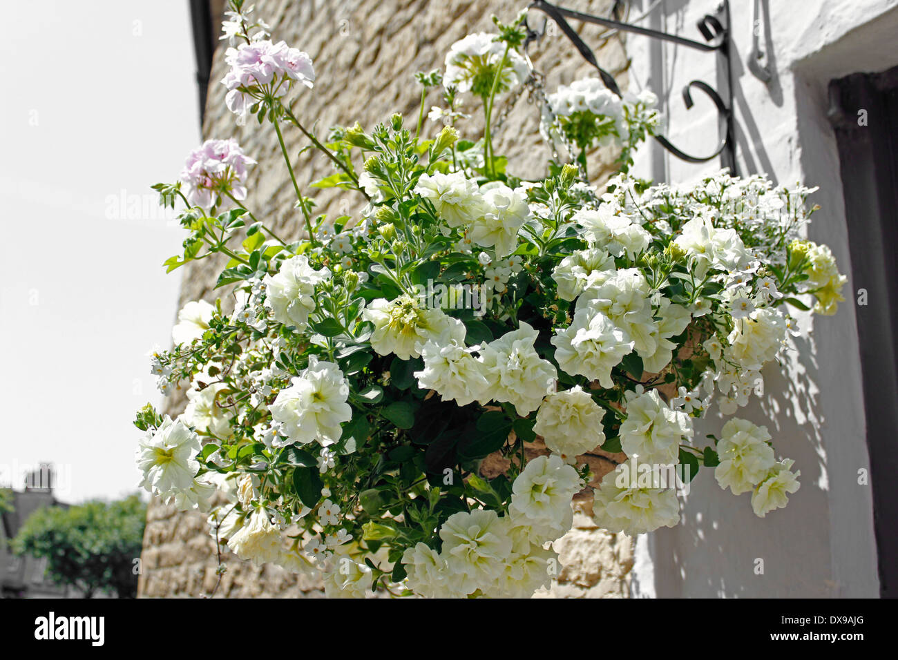 Flor Blanca colgaderas en Cotswolds Foto de stock