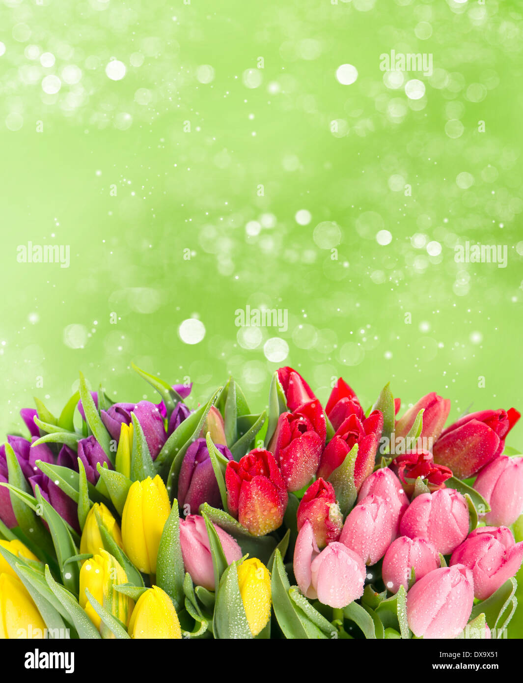 Ramo de tulipanes multicolor sobre fondo verde borrosa. Flores de primavera  fresca con gotas de agua Fotografía de stock - Alamy