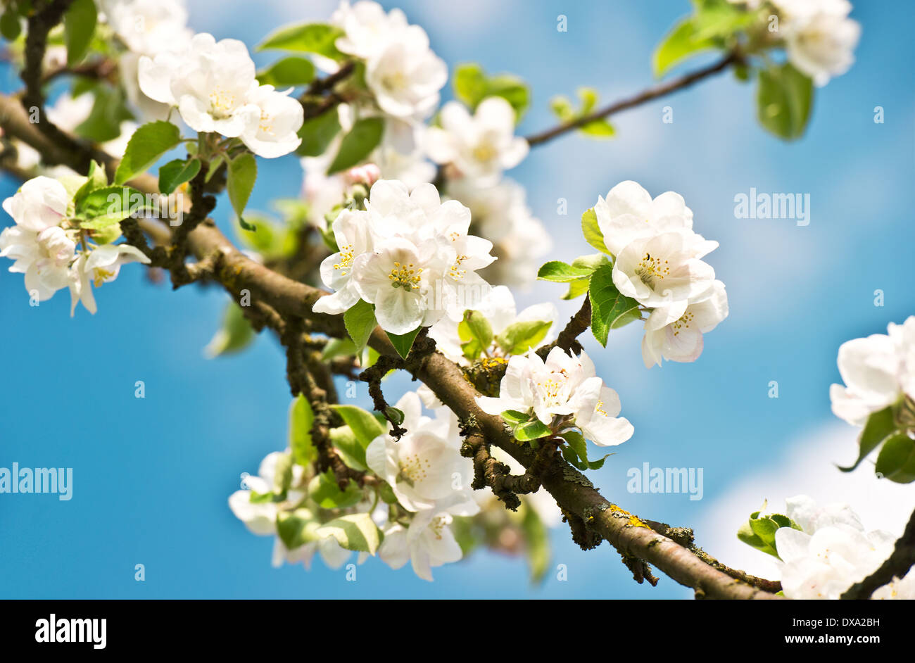 Florecimiento Apple tree con flores blancas sobre fondo de cielo azul Foto de stock