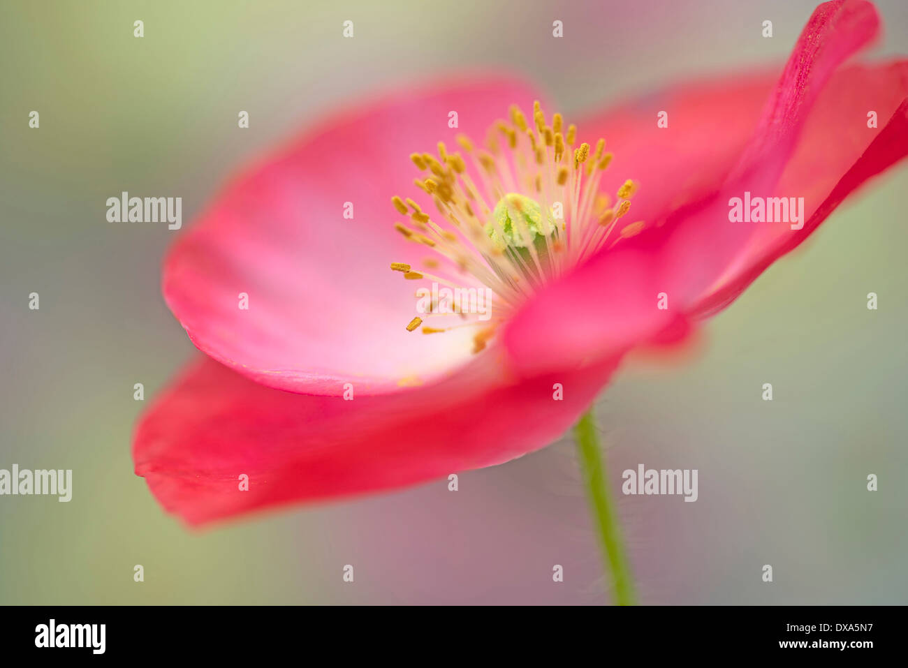 La amapola, Papaver rhoeas Shirley Shirley series, flor rosa mostrando los estambres y el estigma. Foto de stock