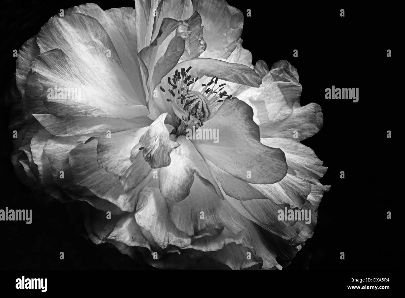 Doble la amapola, Papaver rhoeas Shirley, rodada en blanco y negro contra un fondo negro. Foto de stock