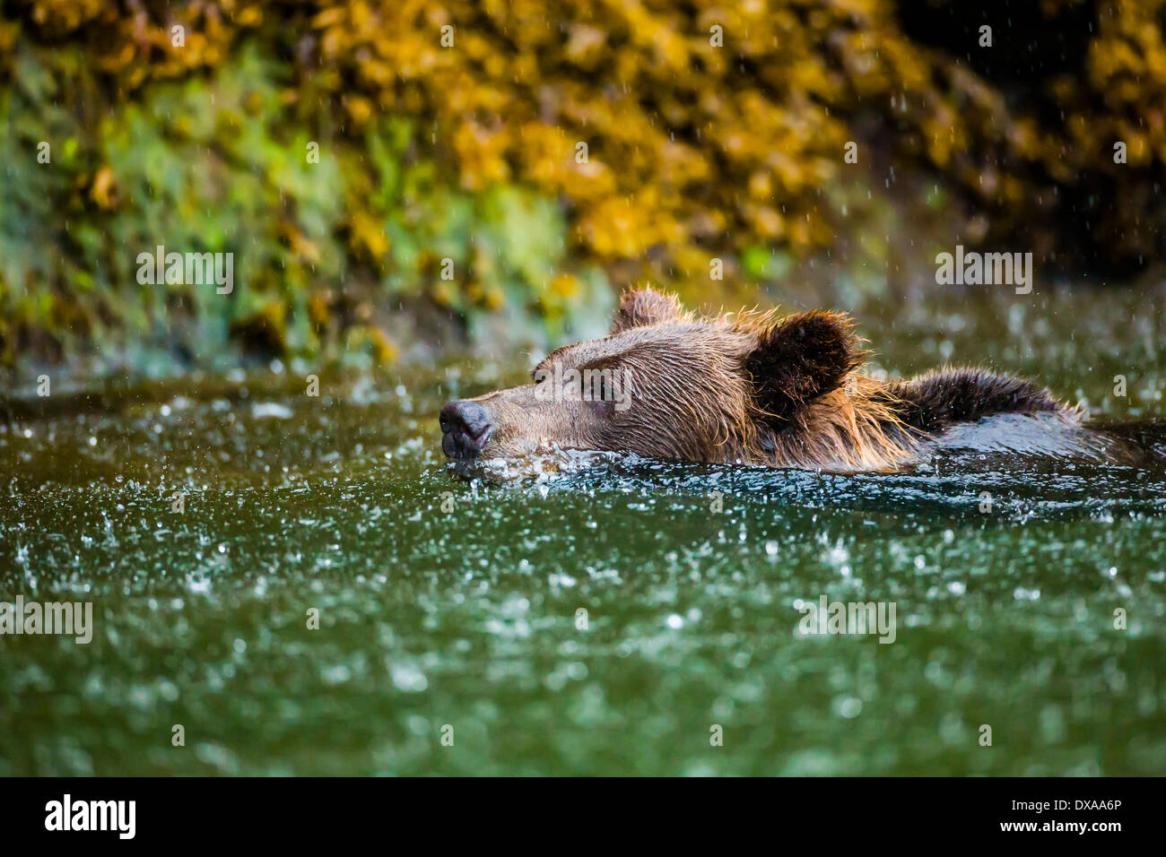 Un oso grizzly sembrar nada bajo una fuerte lluvia en el Khutzeymateen Inlet en Columbia Británica. Foto de stock
