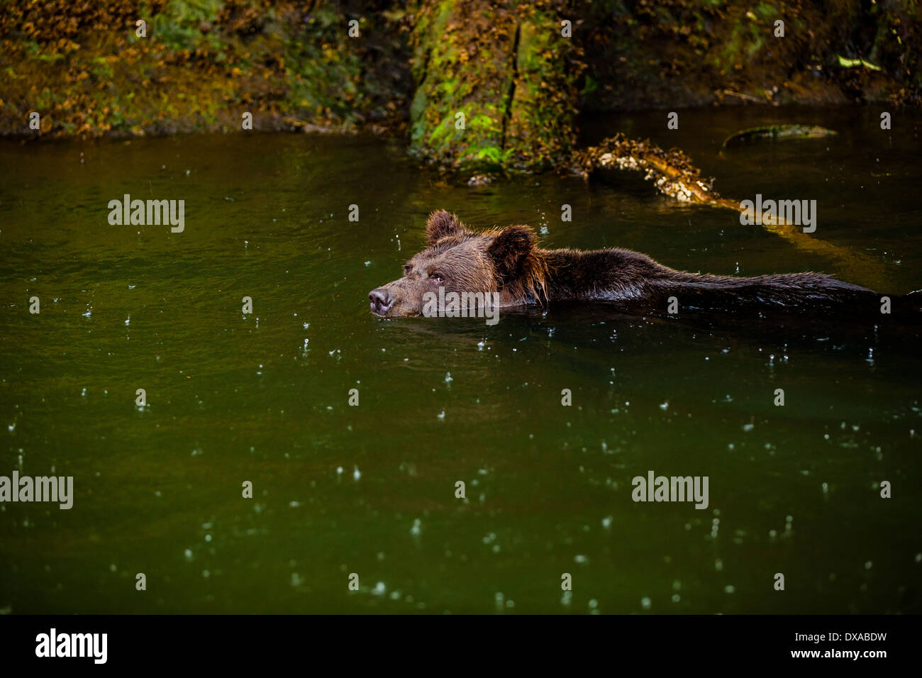 Un oso grizzly sembrar nada bajo una fuerte lluvia en el Khutzeymateen Inlet en Columbia Británica. Foto de stock