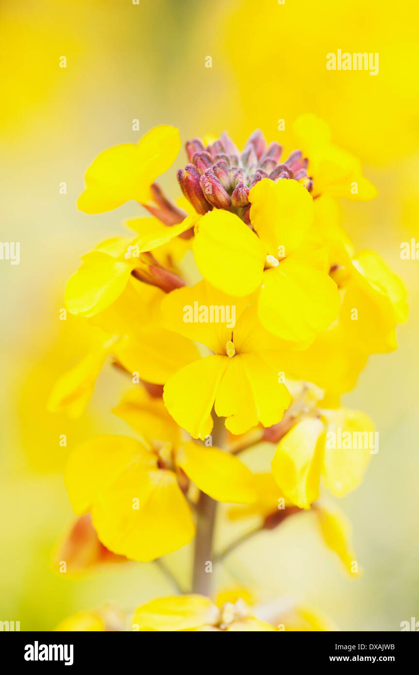 Alhelí, fragantes, Estrella 'Erysimum fragante Star', flores de color amarillo brillante. Foto de stock