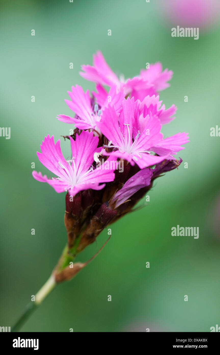 Rosa, Dianthus carthusianorum cartujos, cerca de flores. Foto de stock