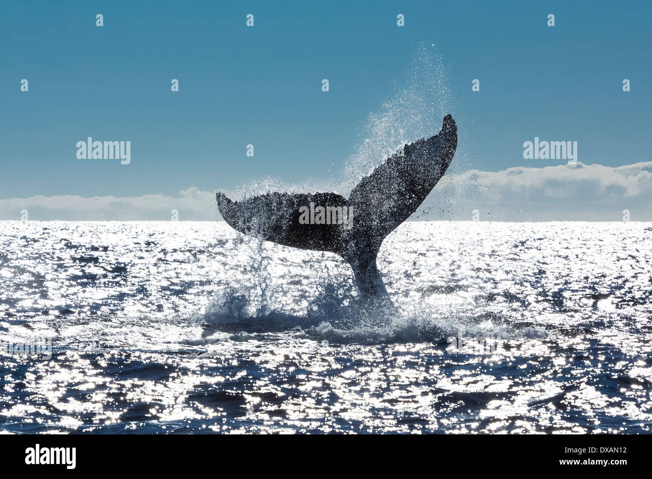 Una ballena jorobada endereza su cola pulverizar agua sobre el Océano Pacífico, cerca de Cabo San Lucas, México. Foto de stock