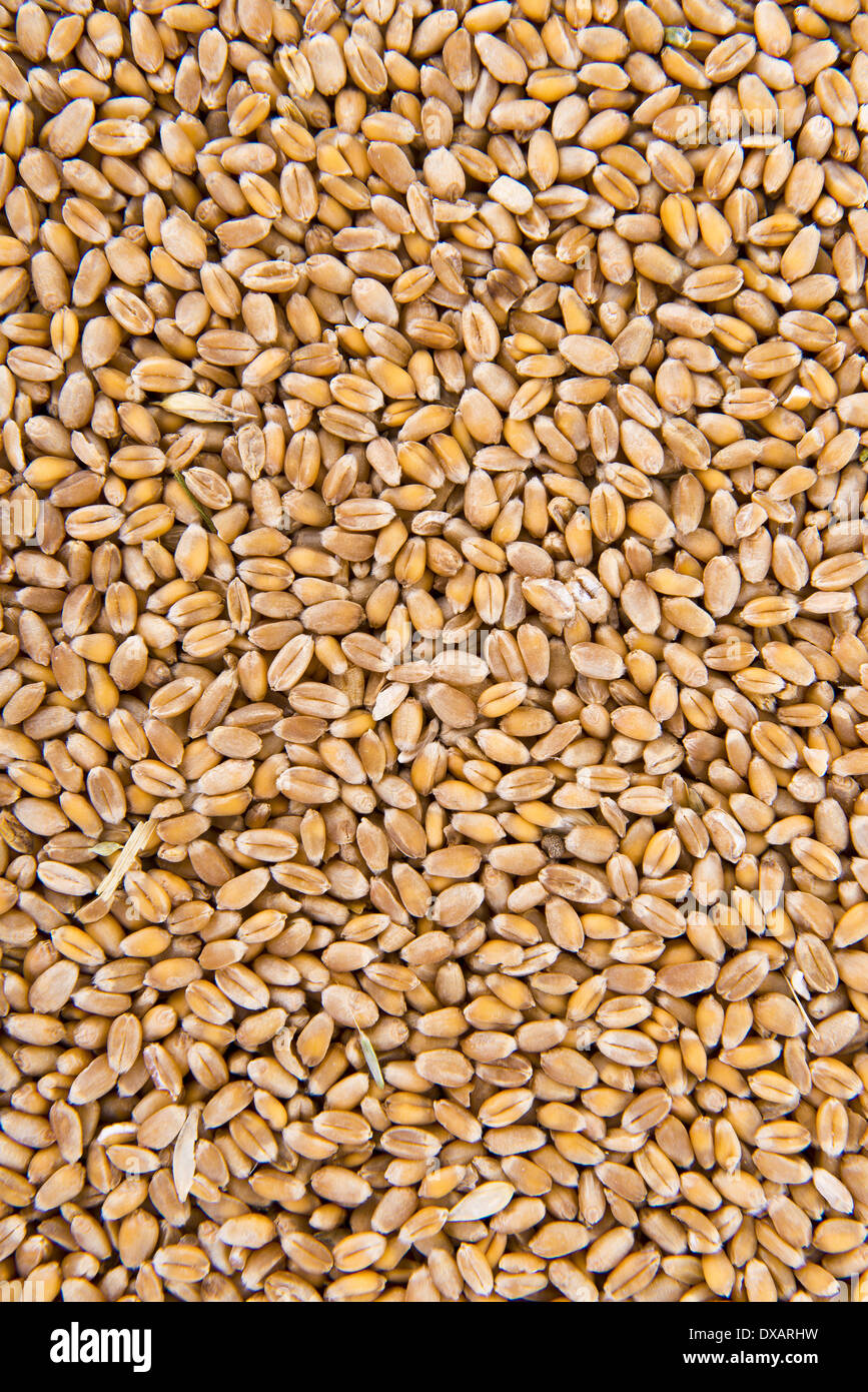 Fondo de trigo vista desde la parte superior Foto de stock