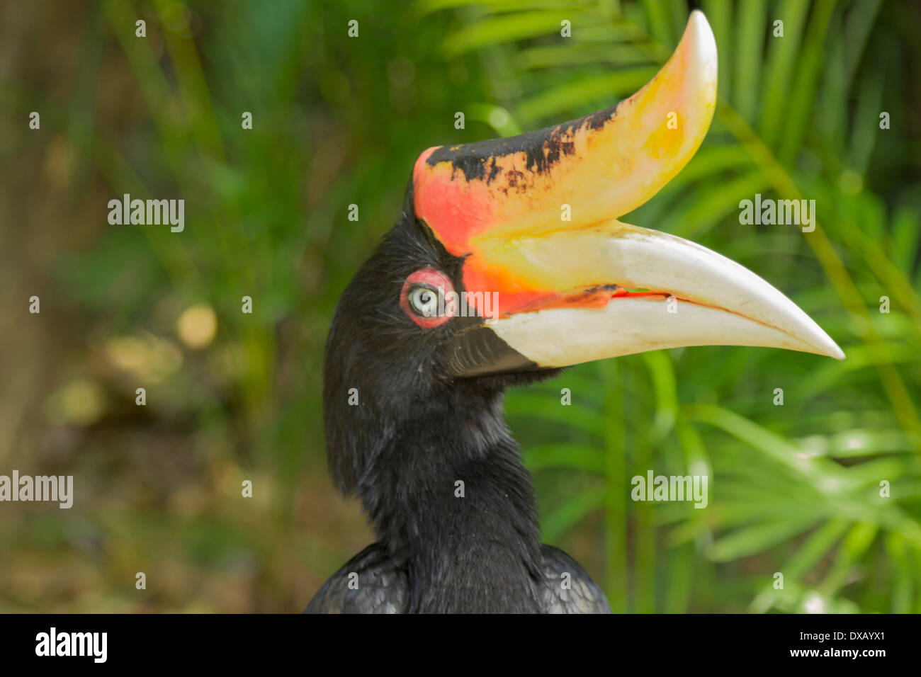 Download 750 Gambar Flora Dan Fauna Thailand Terbaik 