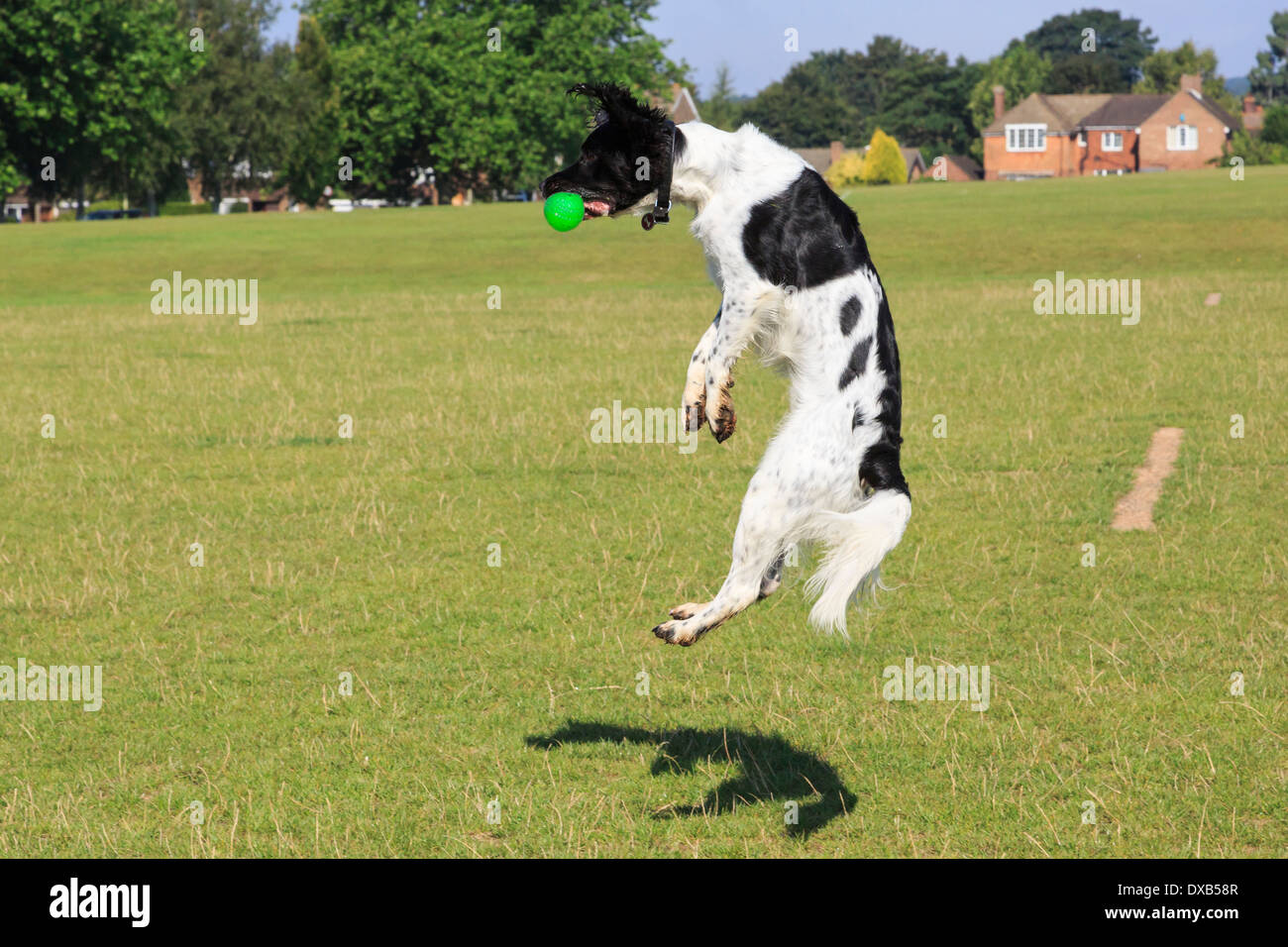 Blanco y Negro Perro Springer Spaniel Inglés saltar en el aire para atrapar una pelota en el parque. Inglaterra, Reino Unido, Gran Bretaña Foto de stock
