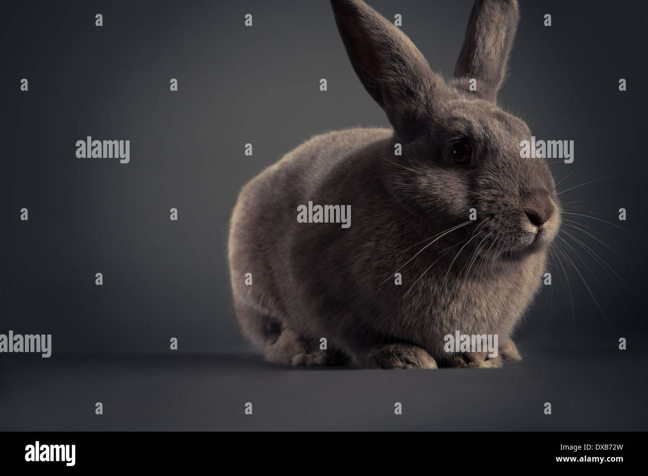 Retrato de estudio de un conejo. Foto de stock