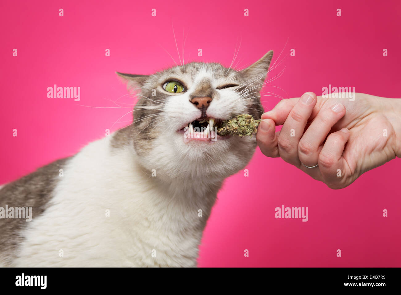 Cat hierba gatera fresca tirando de la mano del propietario. Foto de stock