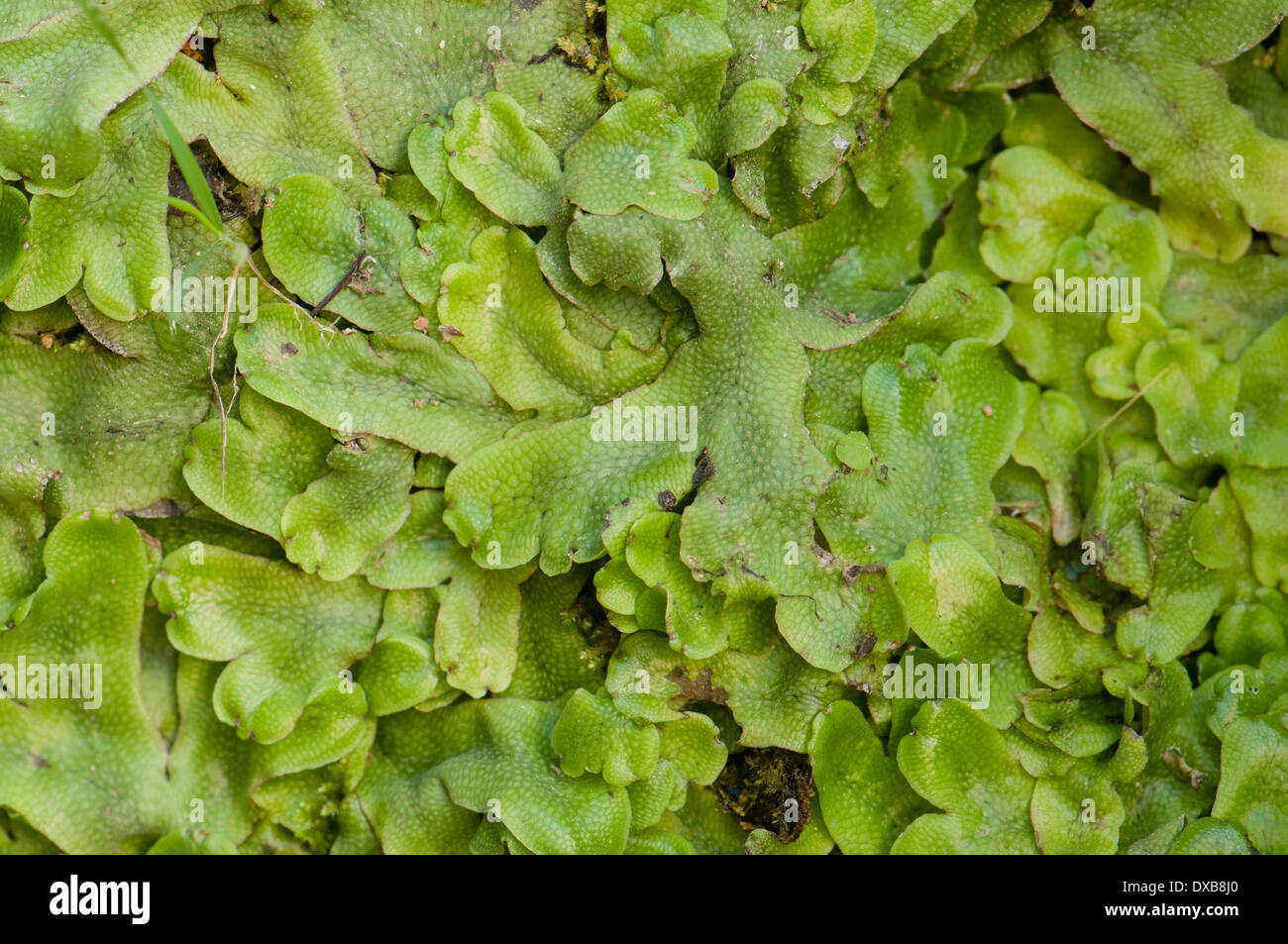 Marchantiophyta Hepatics pertenecen a un grupo de plantas cerca de los musgos Foto de stock
