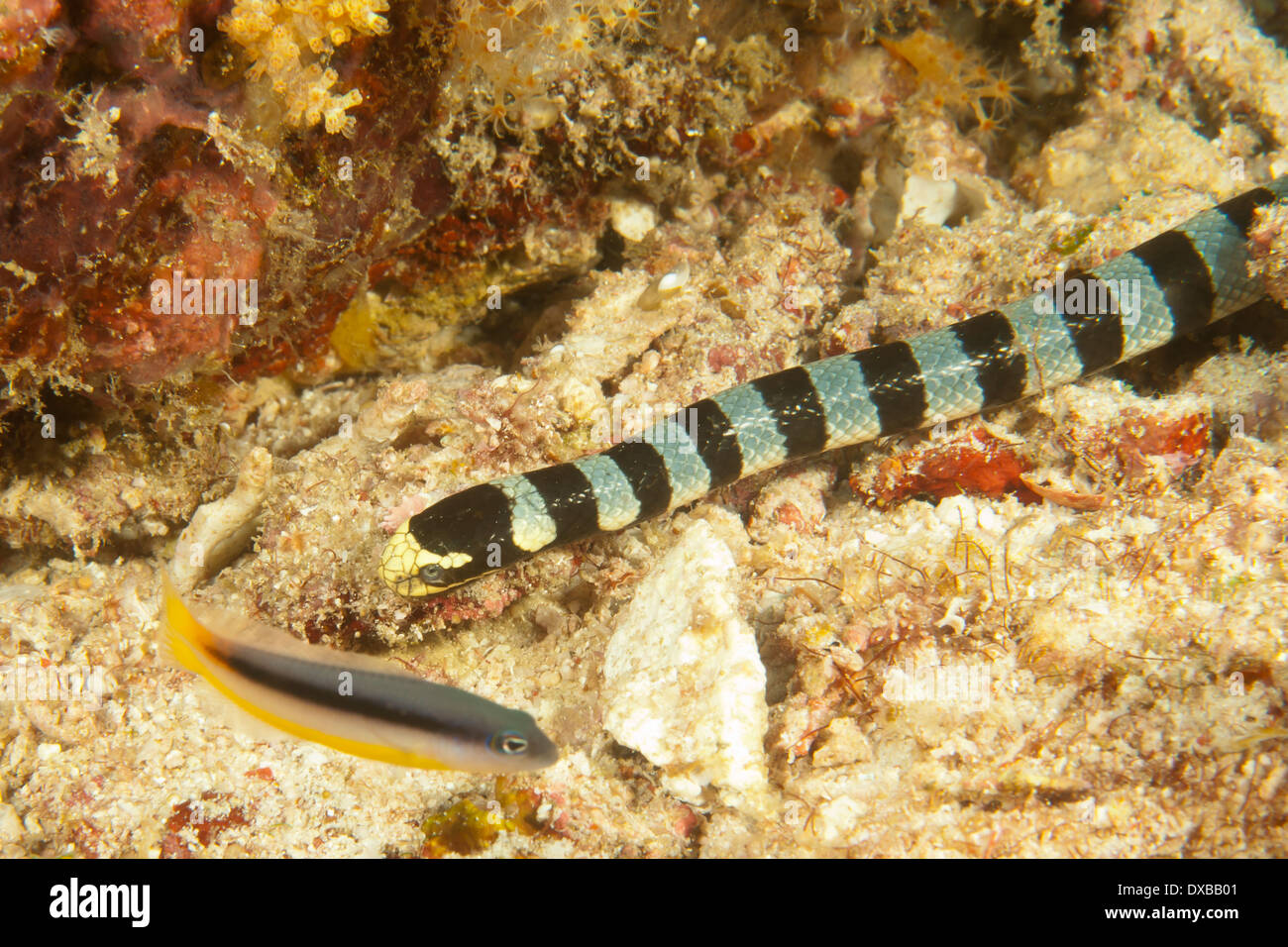 La serpiente de mar, Citrus Ridge sitio de buceo, Isla, Raja Ampat Tanjung, Indonesia Foto de stock