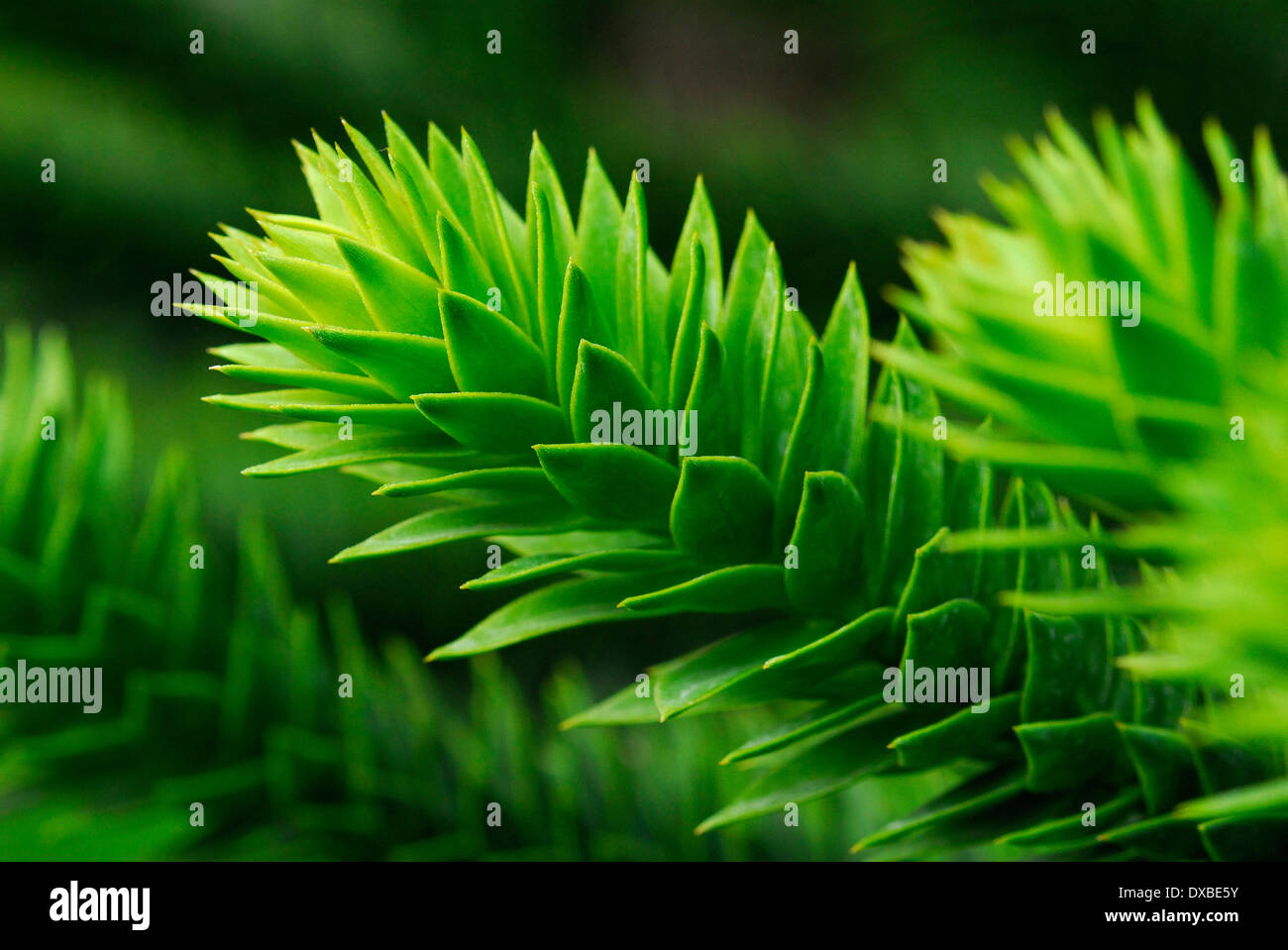 Araucaria araucana Foto de stock