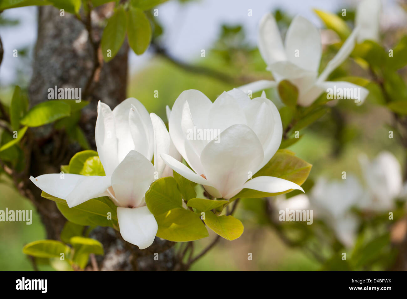 Cerca de una flor de Magnolia blanca en un jardín DEL REINO UNIDO Foto de stock