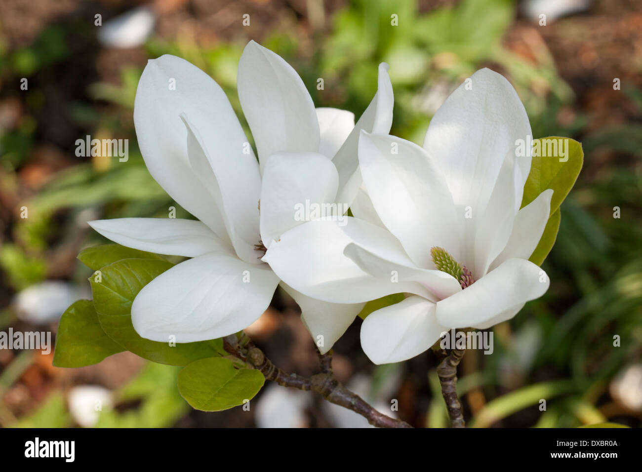 Cerca de una hermosa flor magnolia blanca en un jardín DEL REINO UNIDO Foto de stock