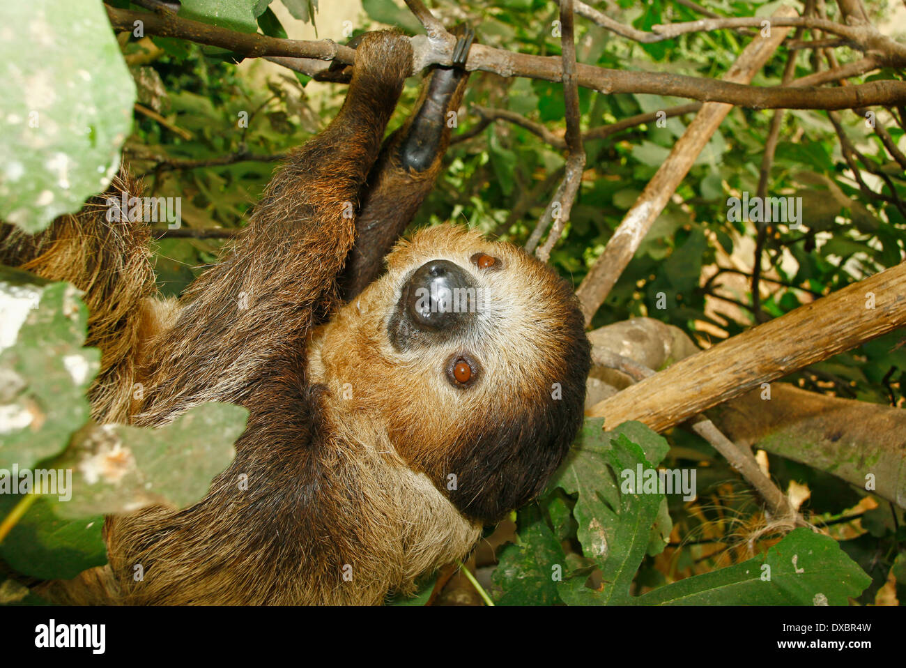 Linné dos dedos cada perezoso, o del Sur dos dedos cada Sloth (Choloepus didactylus) closeup en hábitat de bosque tropical Foto de stock