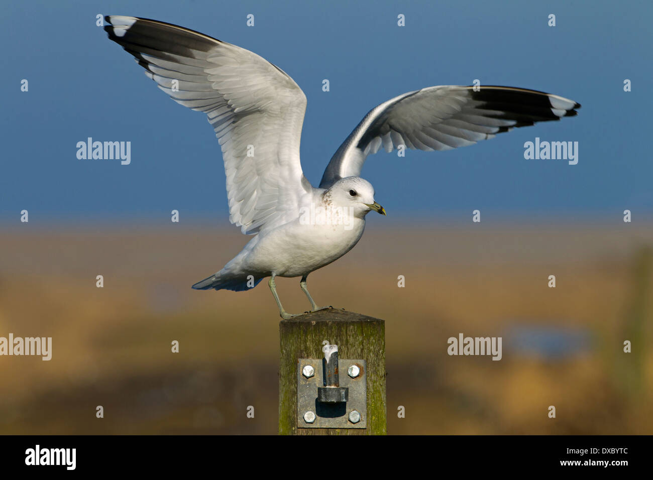 Gull Larus canus común aterrizando en el poste de la cerca en el invierno Norfolk Foto de stock