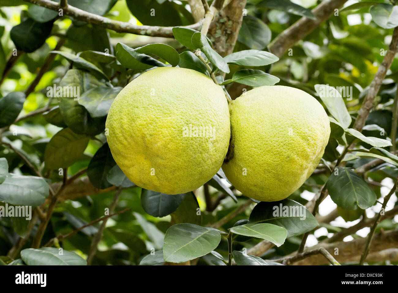 árbol frutal de pomela fotografías e imágenes de alta resolución Alamy