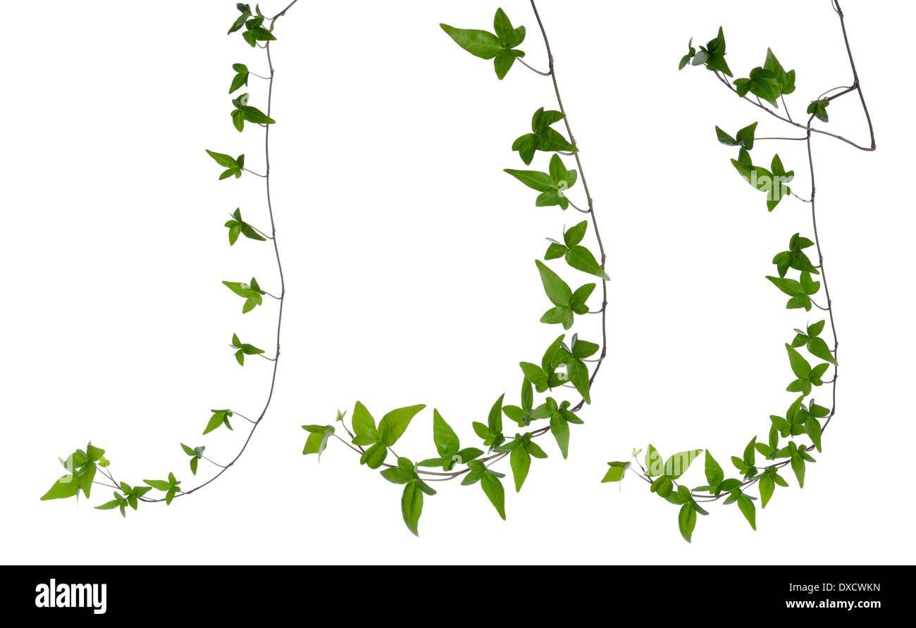 Conjunto de hiedra verde recta (Hedera) Tallo aislado sobre fondo blanco. Ivy reductor tallo con hojas verdes jóvenes. Foto de stock