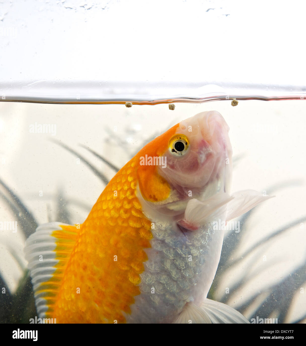 Goldfish alimentándose en la superficie del agua en un recipiente Foto de stock