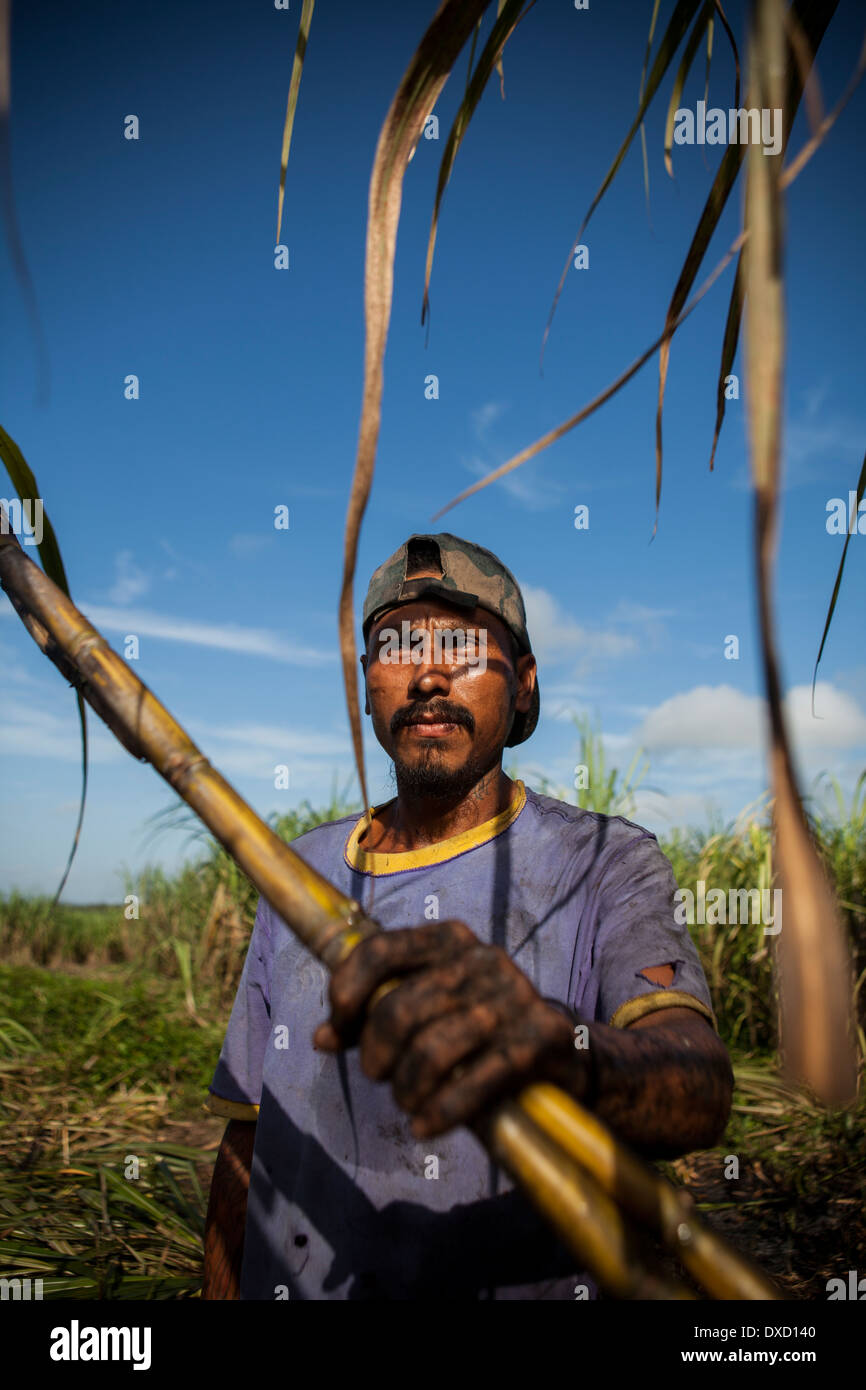 Un agricultor de caña de cosechas de caña de azúcar con un machete Foto de stock