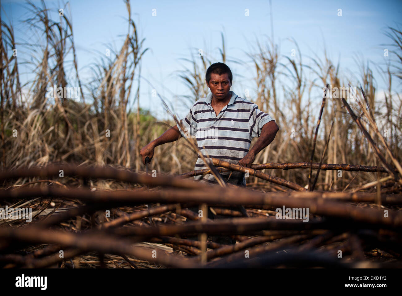 Un agricultor las cosechas de caña de azúcar en una plantación de caña de azúcar en Belice. La caña de azúcar es procesado y vendido como azúcar Fairtrade Foto de stock