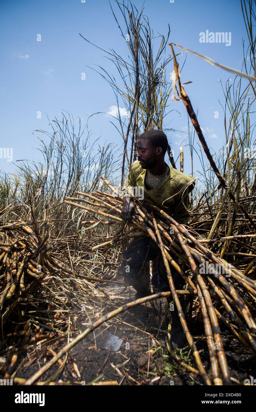 Los jornaleros de la caña de azúcar la cosecha de la caña de azúcar en una plantación en Malawi, Africa. Foto de stock