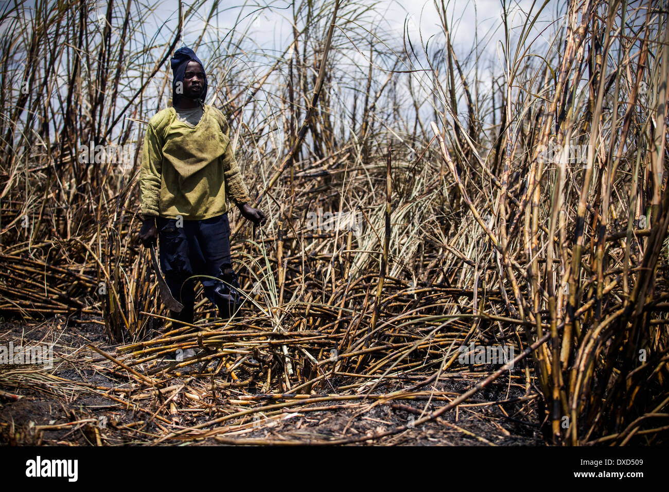 Los jornaleros de la caña de azúcar la cosecha de la caña de azúcar en una plantación en Malawi, Africa. Foto de stock