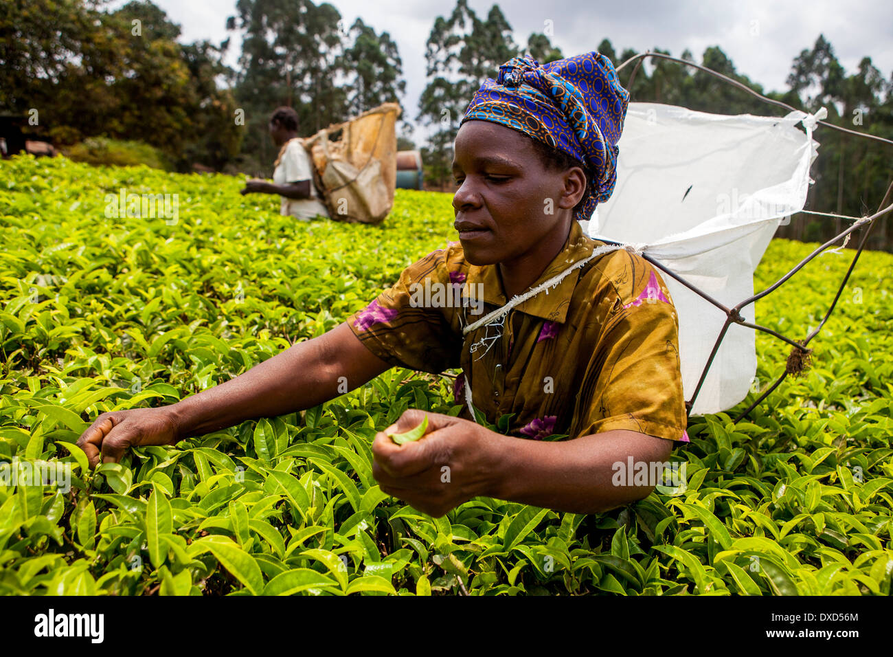 Mujer plucker té té Fairtrade recogida en una frondosa finca de té en Malawi, Africa. Foto de stock