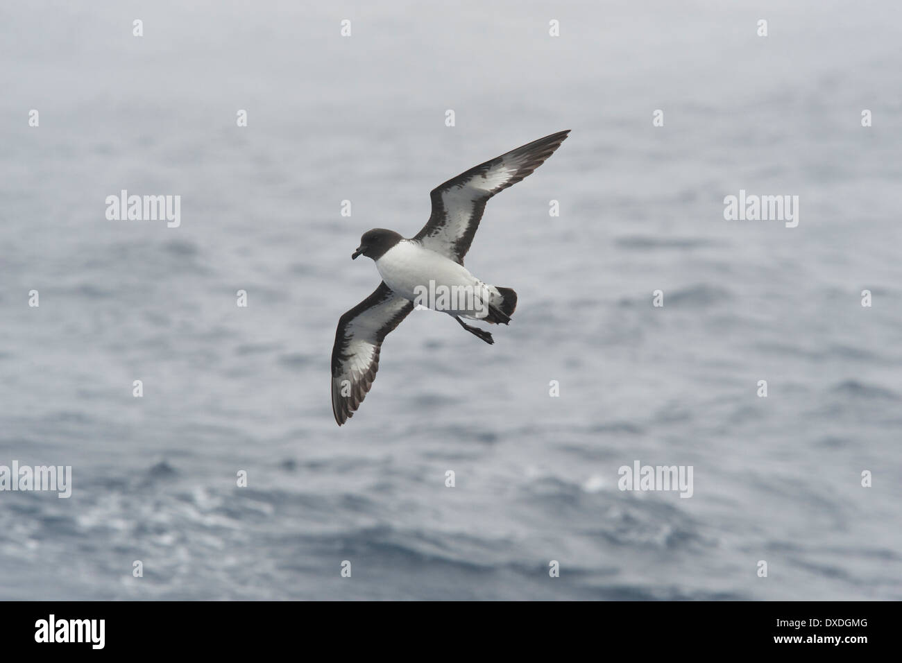 Petrel damero (Daption capense), en mares agitados en el Pasaje Drake, en el Océano Austral. Foto de stock