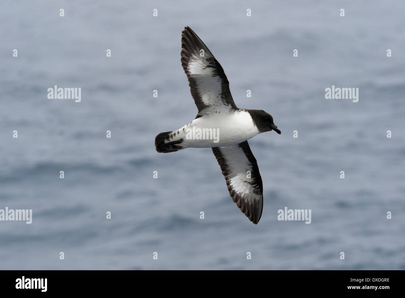 Petrel damero (Daption capense), en mares agitados en el Pasaje Drake, en el Océano Austral. Foto de stock