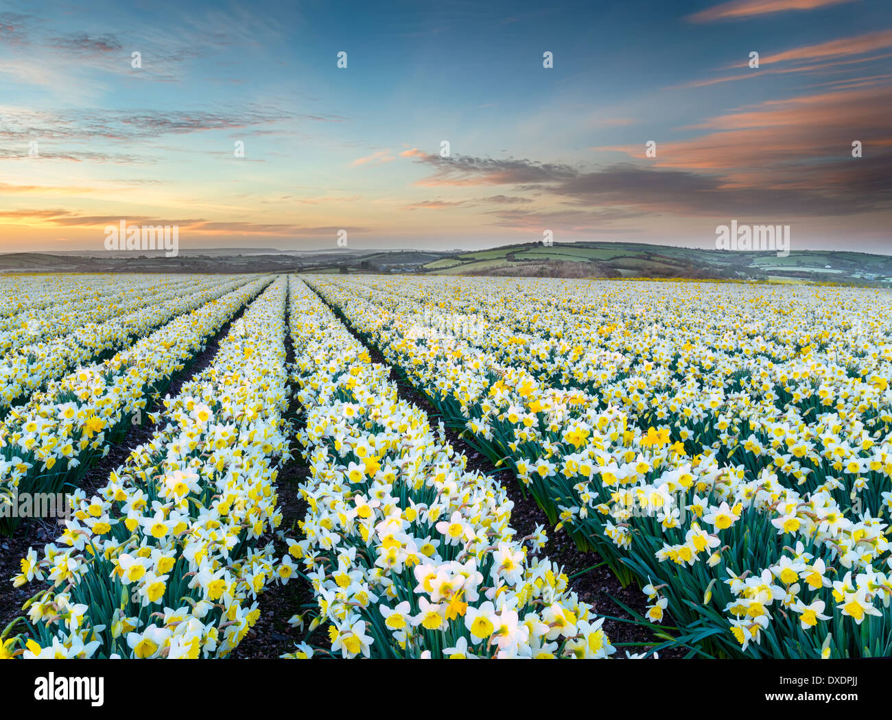 Campos de narcisos primavera al amanecer. Foto de stock