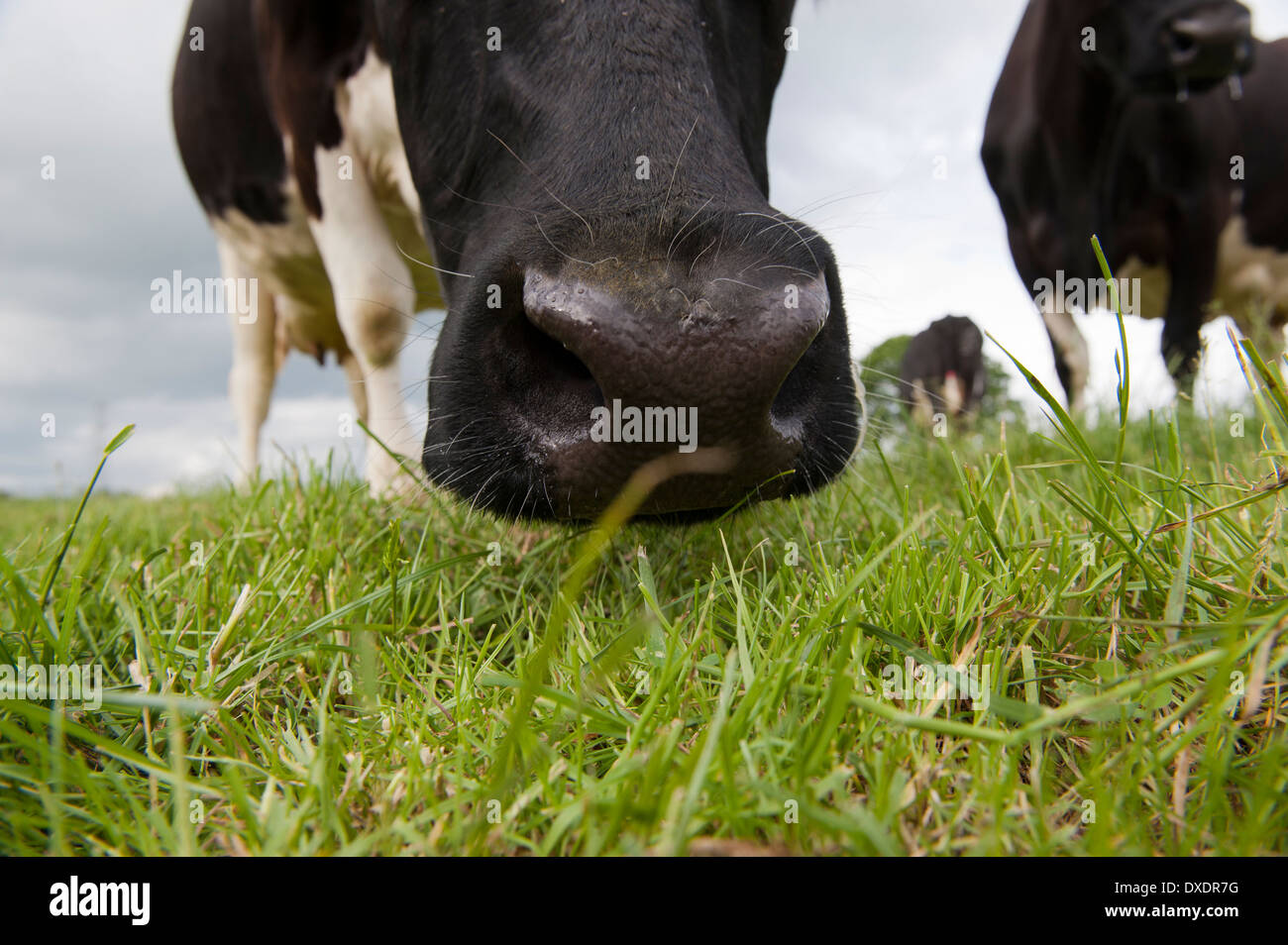 Las vacas en la nariz olfateando la hierba. Foto de stock