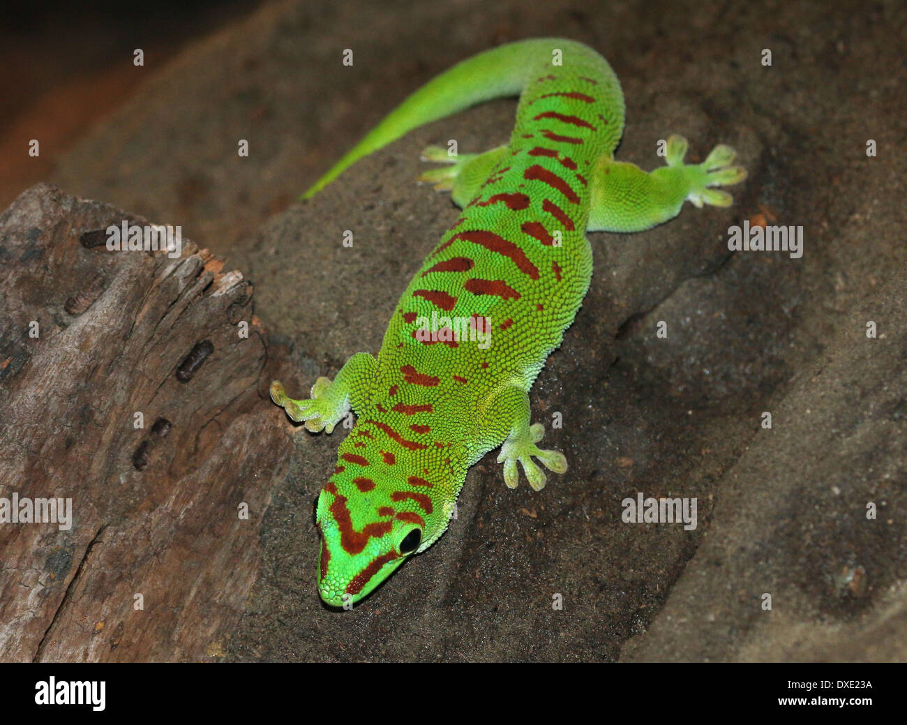 Green Day Gecko de Madagascar (Phelsuma madagascariensis) Foto de stock