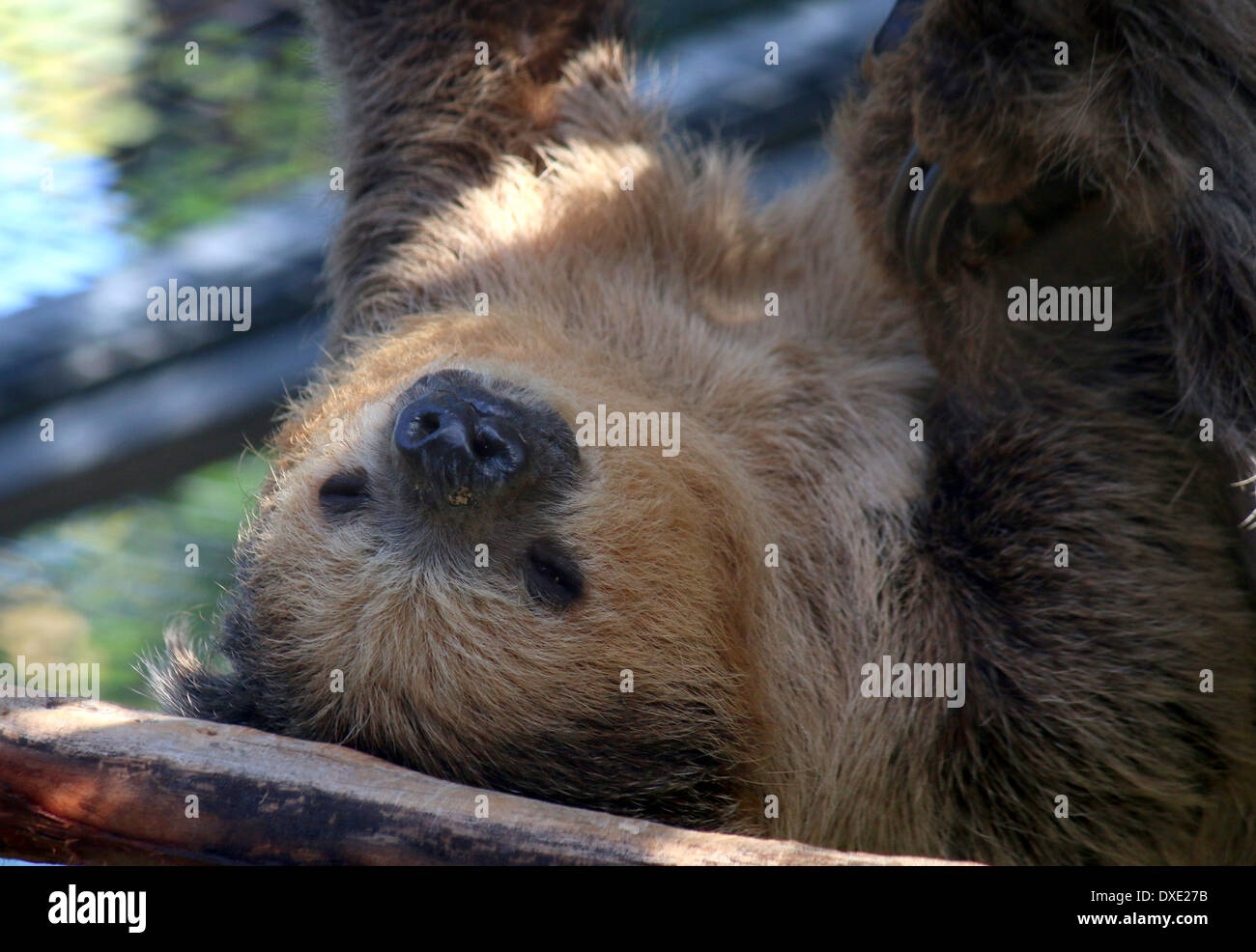 Dos de Hoffmann, pereza (Choloepus hoffmanni vetado) cerca de la cabeza Foto de stock