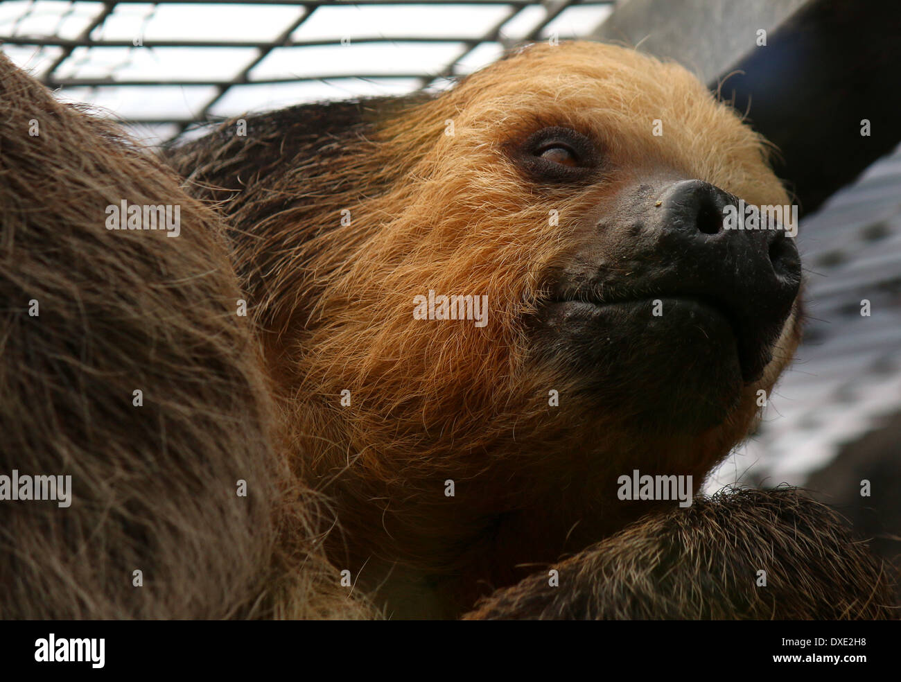 Dos de Hoffmann, pereza (Choloepus hoffmanni vetado) cerca de la cabeza, animales cautivos en el zoológico Loro Parque, Tenerife, España Foto de stock