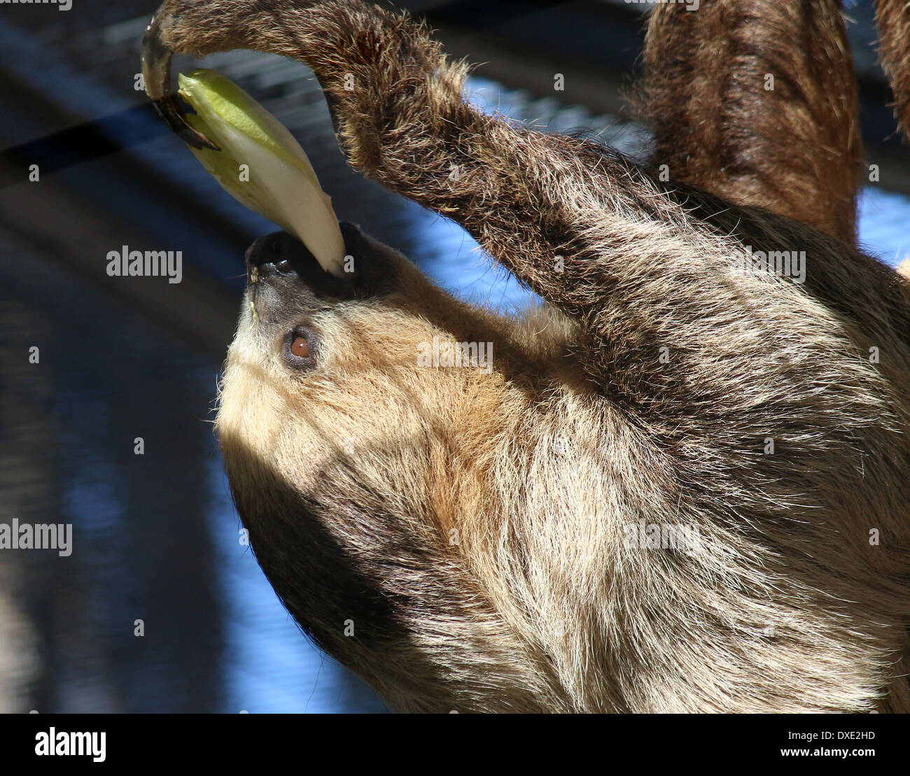 Dos de Hoffmann, pereza (Choloepus hoffmanni vetado) comer verduras, cerca de la cabeza Foto de stock