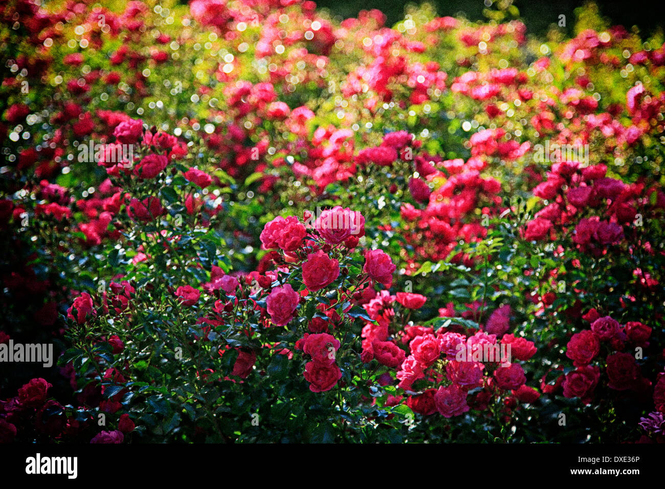 Summer Rose flores Foto de stock