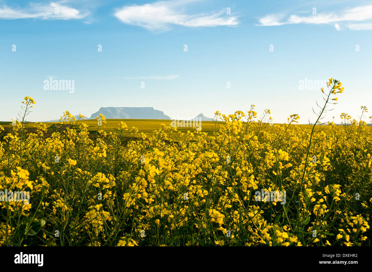 Los campos de color amarillo brillante de flores de colza con la montaña de la Mesa en el fondo contra un cielo azul con nubes dispersas Foto de stock