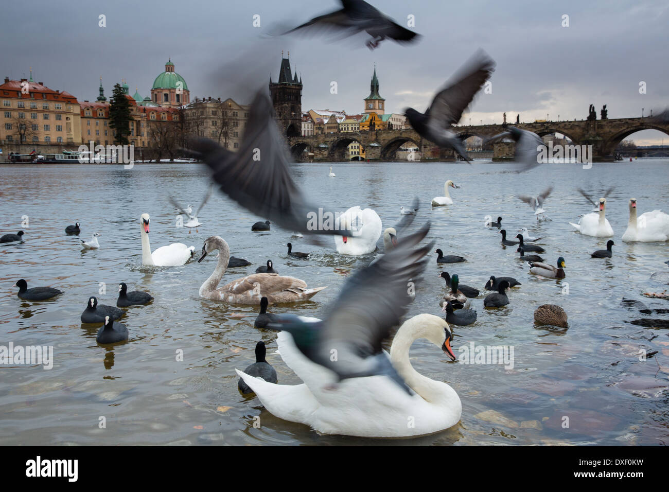 Los cisnes y gaviotas en el río Vltava con más allá del puente de Charles, Praga, República Checa Foto de stock