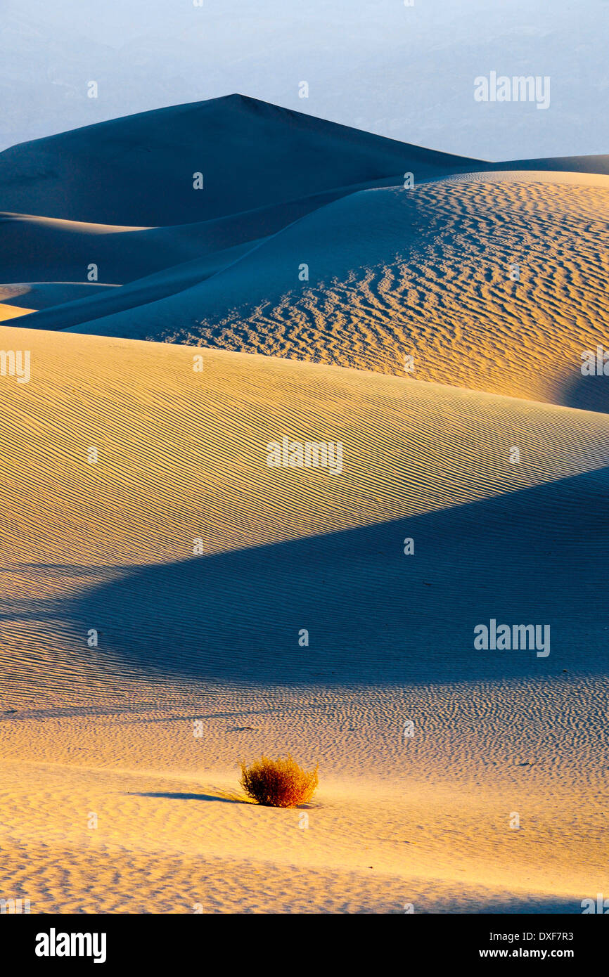 El Mesquite Flat Dunas de Arena, el Parque Nacional Valle de la Muerte, California, EE.UU. / La luz de la mañana Foto de stock