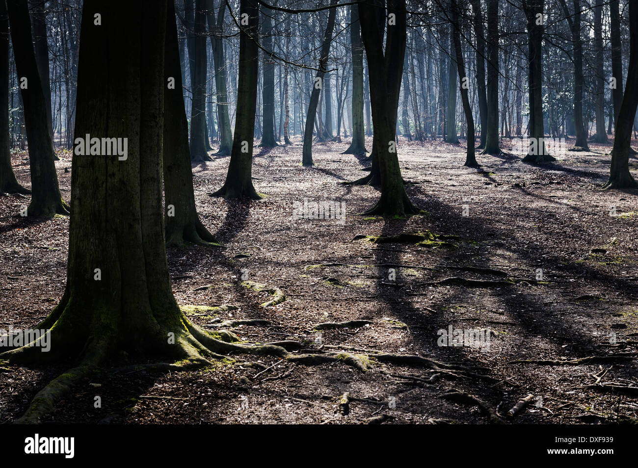 La luz de la mañana temprano en Thorndon Park en Essex Foto de stock