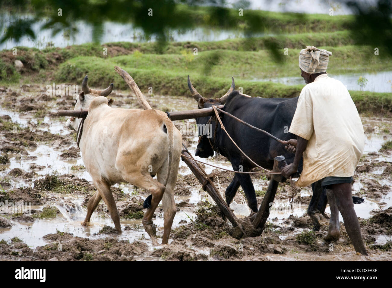 Peasent subsitance Agricultor arando un campo de arroz en el distrito de Chettinad la región Tamil Nadu del sur de la India. Foto de stock
