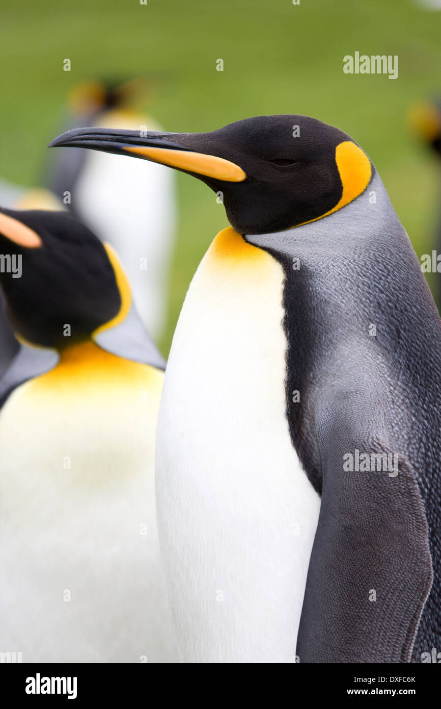 Pingüinos rey (Aptenodytes patagonicus) - Punto de voluntariado en las Islas Falkland Foto de stock