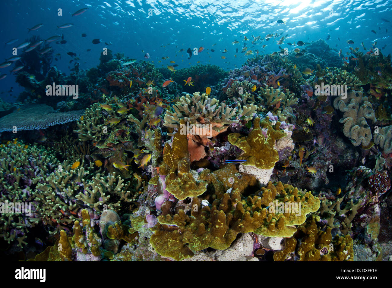 Arrecifes de Coral sanos, Acropora sp., Melanesia, el Océano Pacífico, las Islas Salomón Foto de stock